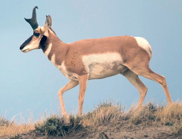 CreativeCommons_pronghorn